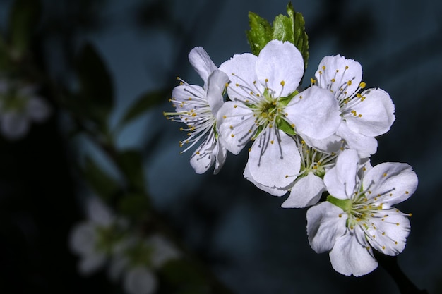 写真 桜の花