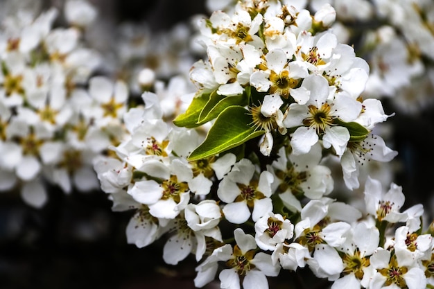 写真 桜の花