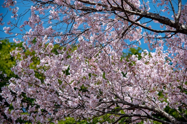 春の桜満開と緑の木々