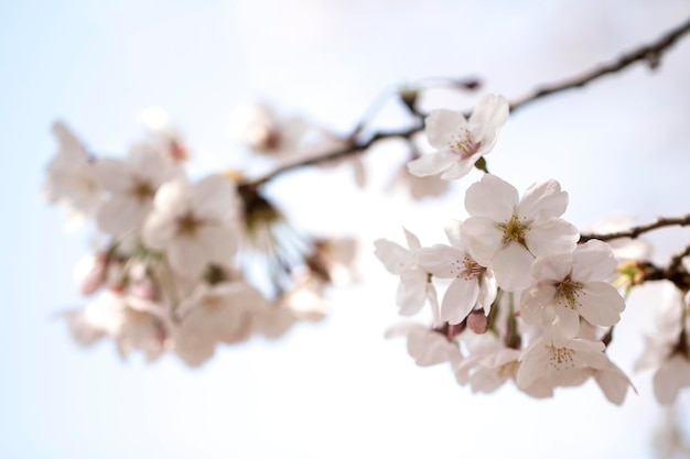 Cherry blossom in full bloom