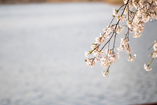 Cherry blossom in full bloom