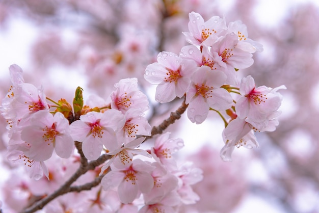 Cherry blossom full blooming