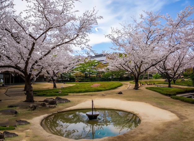 a cherry blossom garden landscape