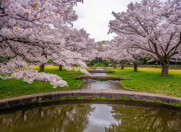 a cherry blossom garden landscape