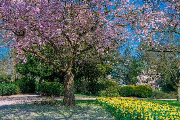 Cherry Blossom Garden scenery in spring garden blossoming on sunny spring day