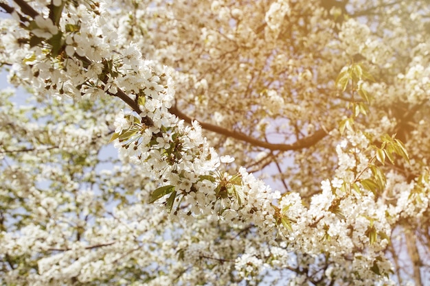 緑の葉と庭の桜。小さなつぼみのある桜の枝に咲く白い花がたくさん。