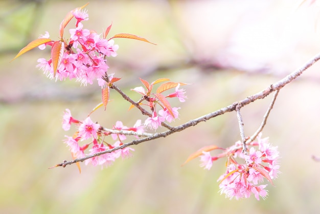 Cherry Blossom in de lente met zachte nadruk