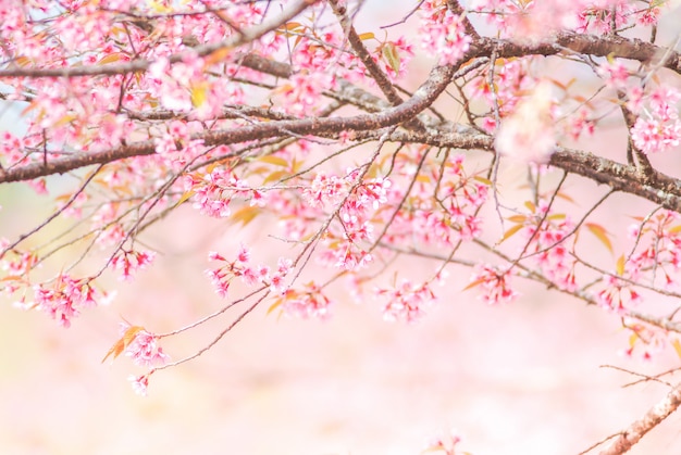 Cherry Blossom in de lente met zachte nadruk