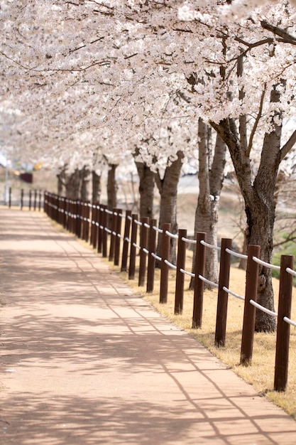 満開の桜