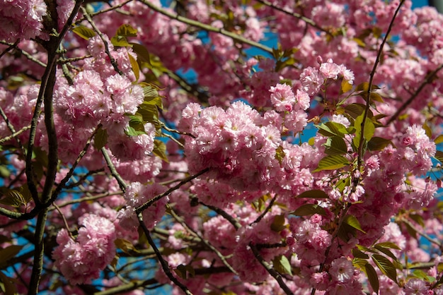 Foto cherry blossom in het voorjaar