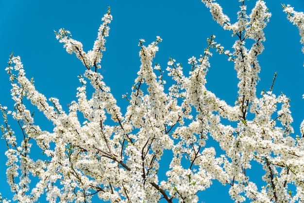 Фото Цветение вишни весной цветок вишни на заднем плане