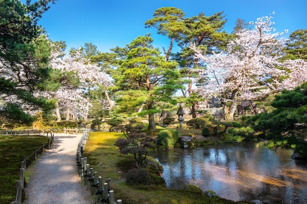 Photo cherry blossom in japan blossoming japanese sakura in beautiful spring tokyo park