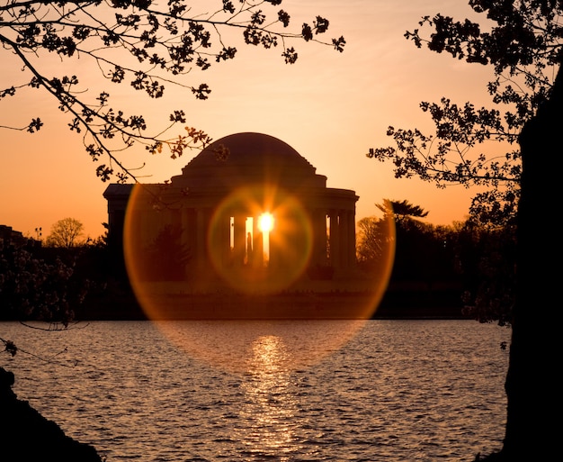 Cherry Blossom and Jefferson Memorial