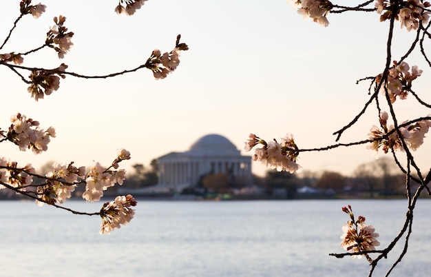 Cherry Blossom and Jefferson Memorial