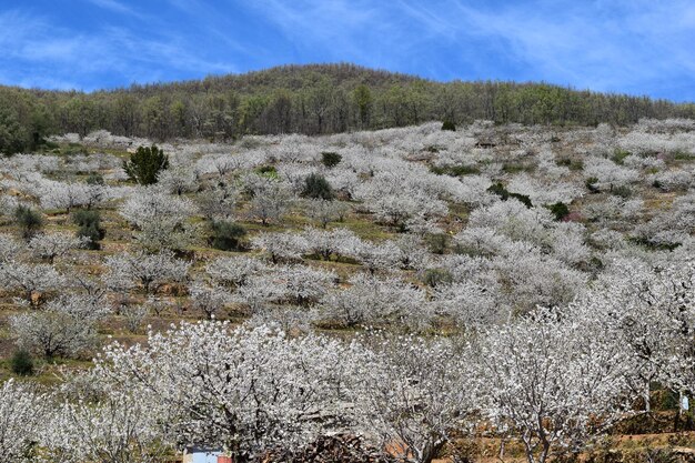 Photo cherry blossom , jerte valley, spain