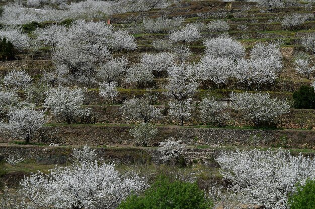 Photo cherry blossom , jerte valley, spain