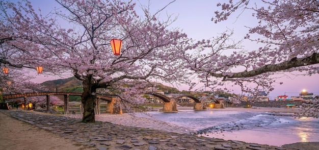 岩国市錦帯橋の夜桜