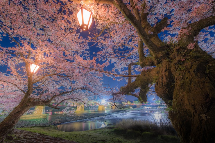 Photo cherry blossom at kintaikyo bridge, japan