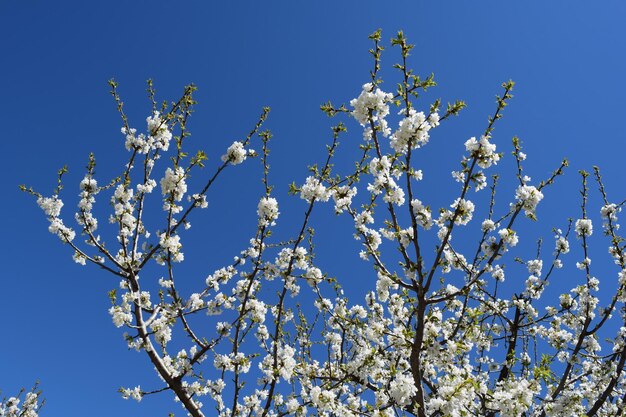 Photo cherry blossom landscape, jerte valley, spain