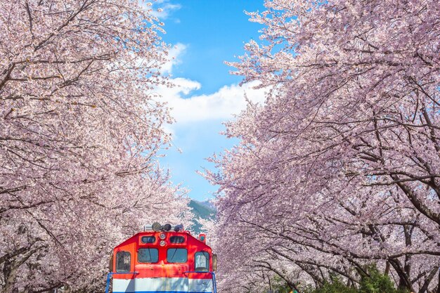 南朝鮮のジンハエで夜に桜がき春に列車が走る