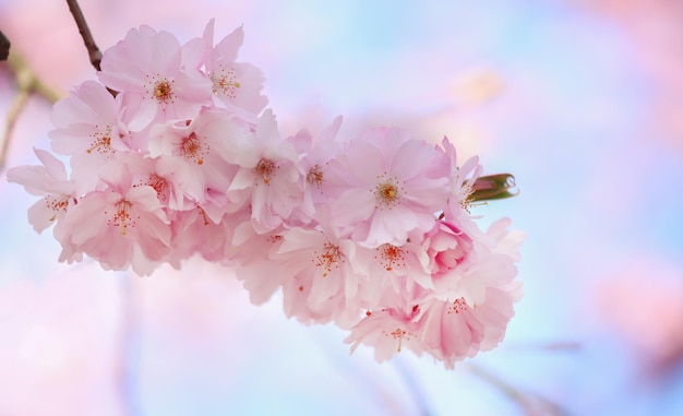 Cherry blossom in a park