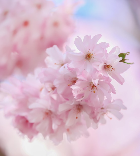 Premium Photo | Cherry blossom in a park