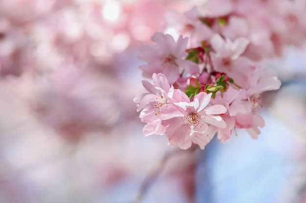 公園の桜