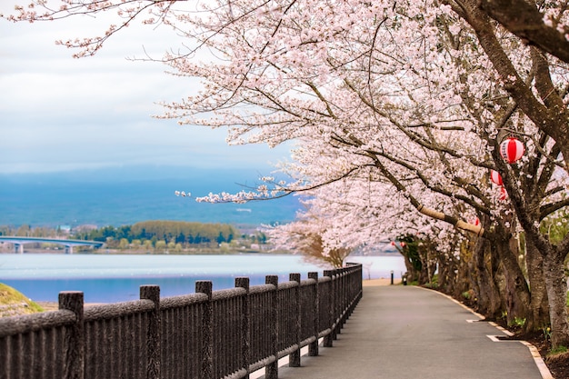 Cherry Blossom Path op Kawaguchiko Lake tijdens Hanami festival