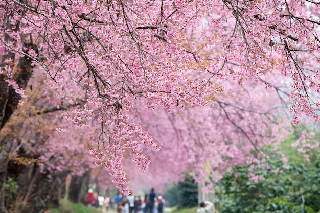 Cherry blossom pathway in Khun Wang ChiangMai Thailand