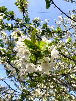 Cherry Blossom Photo