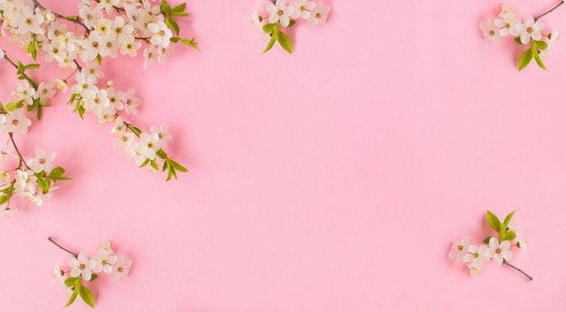 Cherry blossom on the pink background Copy space Spring background