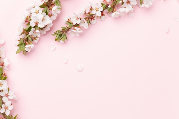 Cherry blossom over pink background