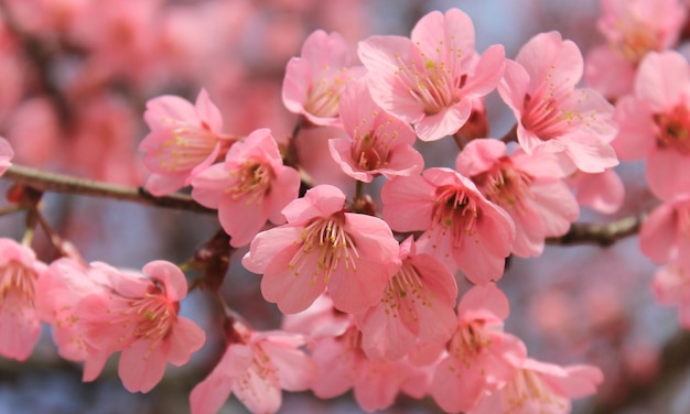 cherry blossom pink flower background in good resolution.