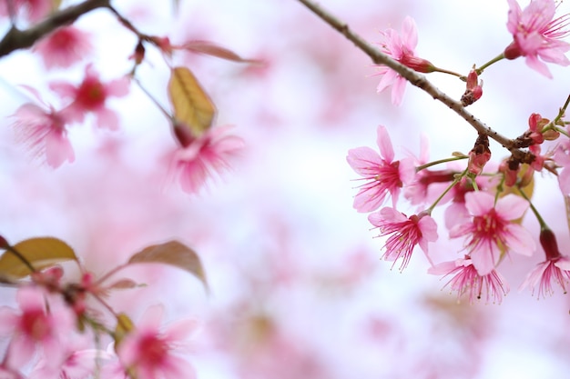 Photo cherry blossom , pink sakura flower