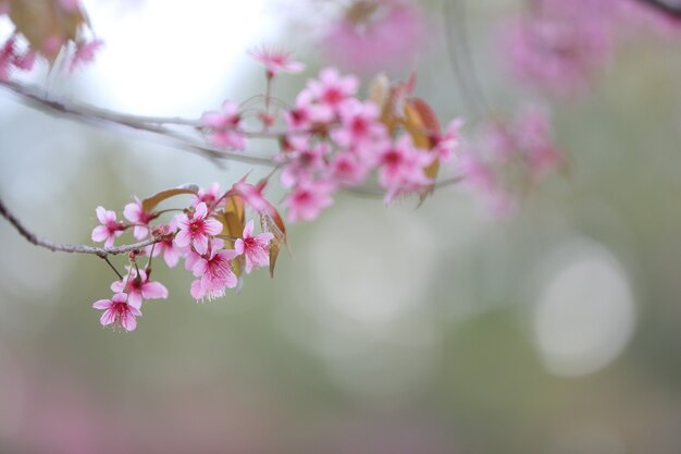 Cherry blossom , pink sakura flower