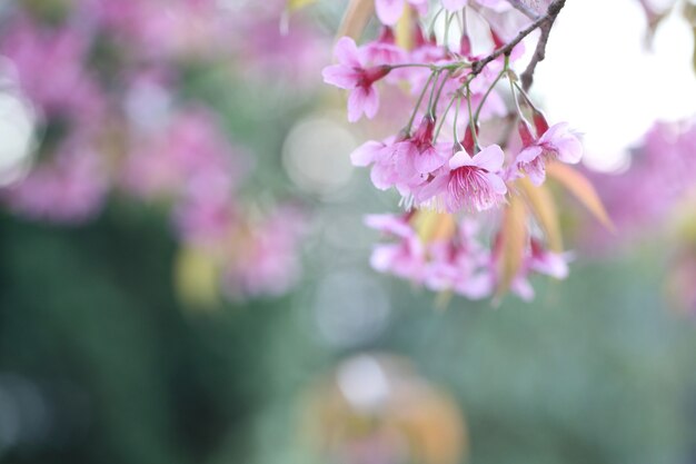 벚꽃, 핑크 사쿠라 꽃