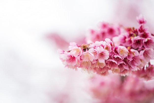 벚꽃, 분홍색 봄 꽃 배경입니다.