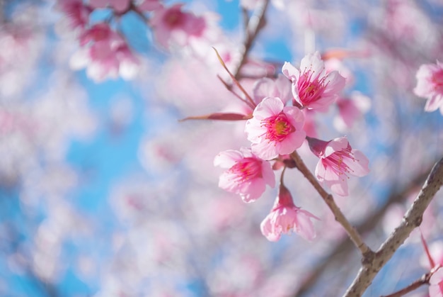 写真 桜ピンク桜の自然の美しさ