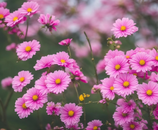 桜、ピンク、白の花