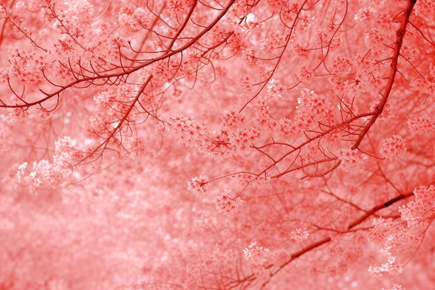 Cherry Blossom Romance Red Wallpaper