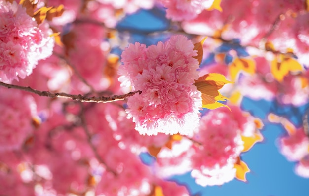 桜の花。サクラ桜。繊細な春の花を枝分かれさせます。春。青い背景と雲と春の花。サトザクラ。サトザクラ。