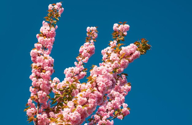 Photo cherry blossom sacura cherrytree blooming sakura blossoms flowers close up with blue sky on nature