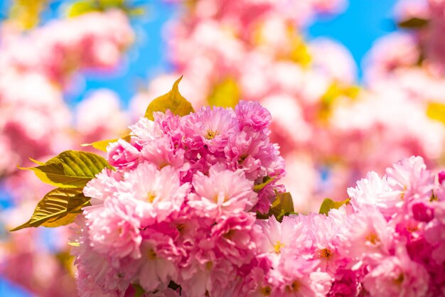 桜サクラ桜春桜ピンクの花咲く桜の花..