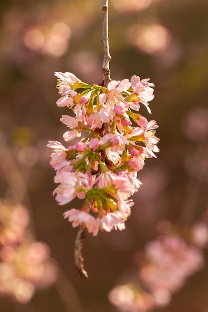 Cherry Blossom - Sakura-bloem - Japanse kers, Prunus serrulata