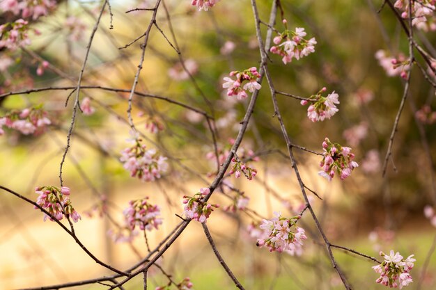 Cherry Blossom - Sakura-bloem - Japanse kers, Prunus serrulata