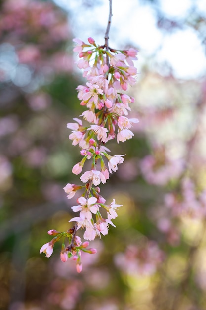 Cherry Blossom - Sakura-bloem - Japanse kers, Prunus serrulata