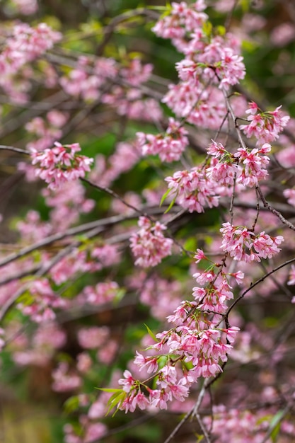 Cherry Blossom - Sakura-bloem - Japanse kers, Prunus serrulata