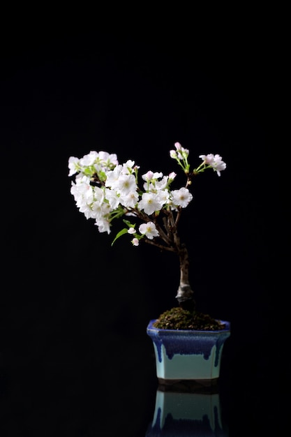 Cherry blossom , Sakura flower isolated in black background