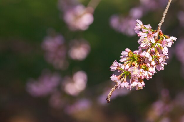 桜-桜の花-日本の桜、サクラ属