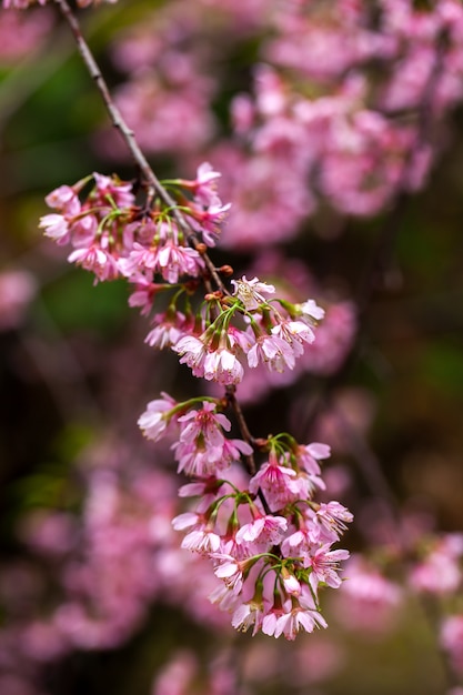 Photo cherry blossom - sakura flower - japanese cherry, prunus serrulata